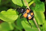 Schwarzh&ouml;rniger Totengr&auml;ber (Necrophorus vespilloides)