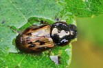 Ohne deutschen Namen (Aphodius contaminatus)