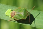 Gr&uuml;ne Stinkwanzen (Palomena prasina) - Eier legend