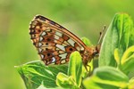 Braunfleckiger Perlmuttfalter (Boloria selene)