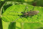 Scheckhorn-Distelbock (Agapanthia villosoviridescens)