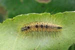 Woll-Rindeneule/Pudel (Acronicta leporina) - Jungraupe