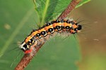 Dreizack-Pfeileule (Acronicta tridens)