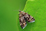 Sehesteds Helmkraut-Spreizfl&uuml;gelfalter (Prochoreutis sehestediana)