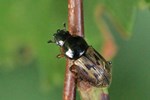 Ohne deutschen Namen (Aphodius contaminatus)