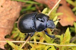 Waldmistk&auml;fer (Anoplotrupes stercorosus)