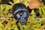 Waldmistk&auml;fer (Anoplotrupes stercorosus)