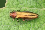 Ohne deutschen Namen (Agrilus viridis)