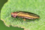 Ohne deutschen Namen (Agrilus viridis)