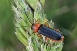 Ohne deutschen Namen (Cantharis thoracia)