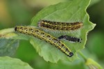Gro&szlig;er Kohlwei&szlig;ling (Pieris brassicae) - Raupen