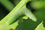 Kleiner Kohlwei&szlig;ling (Pieris rapae)