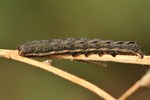 Schwarzes C (Xestia c-nigrum)