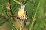 Gro&szlig;er Kohlwei&szlig;ling (Pieris brassicae) - Parasitierte Raupe - Vermutlich mit Kohlwei&szlig;lings-Schlupfwespe (Cotesia glomerata)