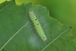 Woll-Rindeneule/Pudel (Acronicta leporina) - Jungraupe