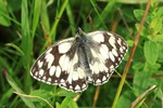 Schachbrett (Melanargia galathea)