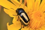 Geb&auml;nderter Fallk&auml;fer (Cryptocephalus vittatus)