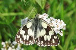 Schachbrett (Melanargia galathea)