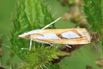  Ohne deutschen Namen (Catoptria spec.)