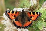 Kleiner Fuchs (Aglais urticae)