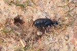 Schwarzblauer &Ouml;lk&auml;fer (Meloe proscarabaeus) - Nach der Paarung legt das Weibchen die Eier in ein selbst gegrabenes Loch
