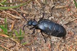 Schwarzblauer &Ouml;lk&auml;fer (Meloe proscarabaeus)