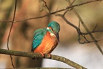 Eisvogel (Alcedo atthis)