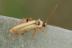 Ohne deutschen Namen (Cantharis decipiens)