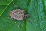 Marmorierte Baumwanze (Halyomorpha halys)