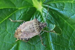 Marmorierte Baumwanze (Halyomorpha halys)