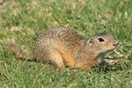 Europ&auml;isches Ziesel (Spermophilus citellus)