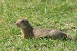 Europ&auml;isches Ziesel (Spermophilus citellus)