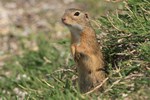 Europ&auml;isches Ziesel (Spermophilus citellus)
