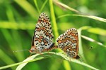 Wegerich-Scheckenfalter (Melitaea cinxia)