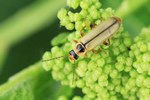Ohne deutschen Namen (Cantharis decipiens)