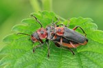 Ohne deutschen Namen (Cantharis rustica)