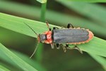 Gemeiner Weichk&auml;fer (Cantharis fusca)