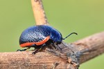 Ohne deutschen Namen (Chrysolina sanguinolenta)