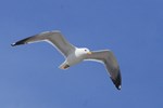 Mittelmeerm&ouml;we (Larus michahellis)
