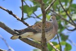 Turteltaube (Streptopelia turtur)