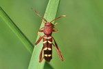 Rotk&ouml;pfiger Eschenbohrer (Neoclytus acuminatus)