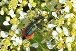 Blasenk&auml;fer (Malachius aeneus/rubidus)
