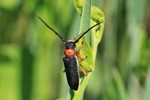 Schwarzf&uuml;&szlig;iger Walzenhalsbock (Phytoecia affinis)