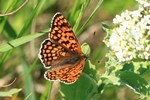 Flockenblumen-Scheckenfalter (Melitaea phoebe)