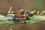 Getreidelaubk&auml;fer (Chaetopteroplia segetum)
