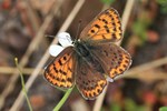 Brauner Feuerfalter (Lycaena tityrus) - Weibchen