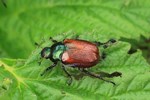 Gartenlaubk&auml;fer (Phyllopertha horticola)