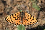 Roter Scheckenfalter (Melitaea didyma)