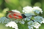 Widderchen (Zygaena punctum)