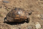 Maurische Landschildkr&ouml;te (Testudo graeca)